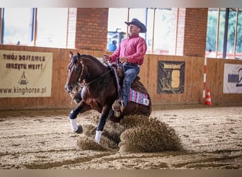 American Quarter Horse, Stallone, 6 Anni, 150 cm, Baio scuro
