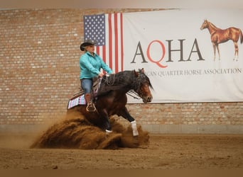 American Quarter Horse, Stallone, 6 Anni, 150 cm, Baio scuro