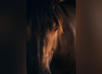 American Quarter Horse, Stallone, 6 Anni, 150 cm, Champagne