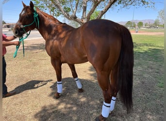 American Quarter Horse, Stallone, 6 Anni, 152 cm, Sauro ciliegia