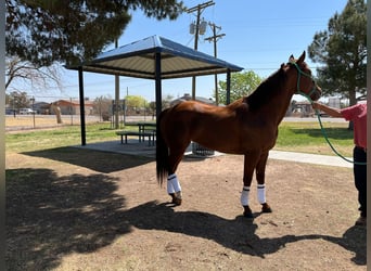 American Quarter Horse, Stallone, 6 Anni, 152 cm, Sauro ciliegia