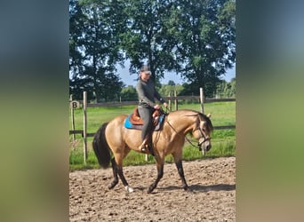 American Quarter Horse, Stallone, 7 Anni, 148 cm, Pelle di daino