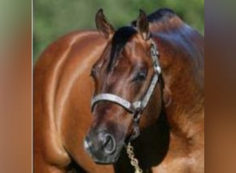 American Quarter Horse, Stallone, 7 Anni, 152 cm, Falbo