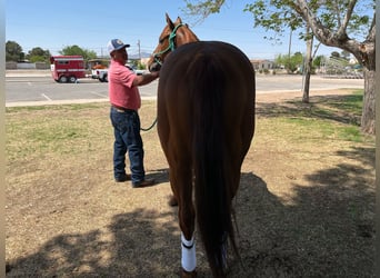 American Quarter Horse, Stallone, 7 Anni, 152 cm, Sauro ciliegia