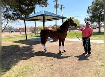 American Quarter Horse, Stallone, 7 Anni, 152 cm, Sauro ciliegia