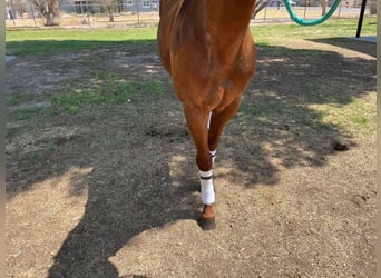 American Quarter Horse, Stallone, 7 Anni, 152 cm, Sauro ciliegia