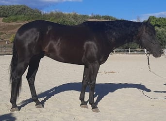 American Quarter Horse, Stallone, 7 Anni, 155 cm, Morello