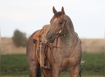American Quarter Horse, Stallone, 7 Anni, Roano rosso