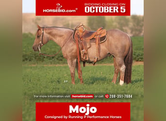 American Quarter Horse, Stallone, 7 Anni, Roano rosso