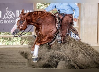 American Quarter Horse, Stallone, 7 Anni, Sauro