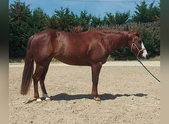 American Quarter Horse, Stallone, 7 Anni, Sauro