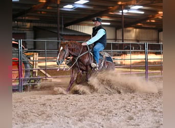 American Quarter Horse, Stallone, 8 Anni, 147 cm, Sauro ciliegia