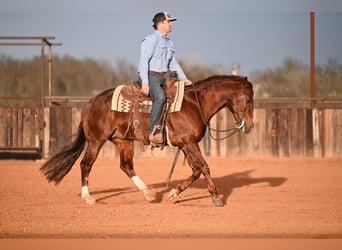 American Quarter Horse, Stallone, 8 Anni, 147 cm, Sauro ciliegia