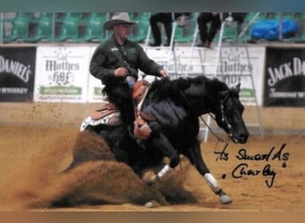 American Quarter Horse, Stallone, 8 Anni, 152 cm, Falbo