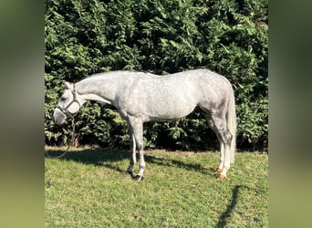 American Quarter Horse, Stallone, 8 Anni, 153 cm, Grigio