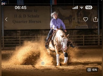 American Quarter Horse, Stallone, 9 Anni, 142 cm, Palomino