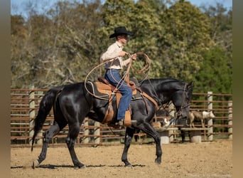American Quarter Horse, Stallone, 9 Anni, 147 cm, Morello