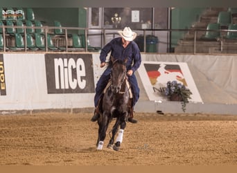 American Quarter Horse, Stallone, 9 Anni, 152 cm, Falbo