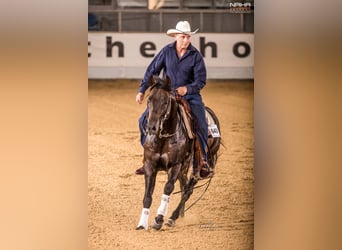 American Quarter Horse, Stallone, 9 Anni, 152 cm, Falbo