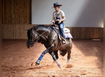 American Quarter Horse, Stallone, 9 Anni, 156 cm, Grullo