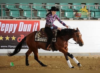 American Quarter Horse, Stallone, 13 Anni, 152 cm, Baio