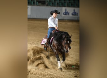 American Quarter Horse, Stallone, 10 Anni, 148 cm, Baio