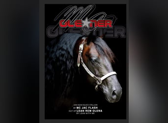 American Quarter Horse, Stallone, 17 Anni, 153 cm, Baio scuro