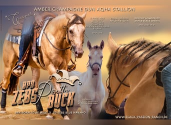 American Quarter Horse, Stallone, 11 Anni, 159 cm, Champagne