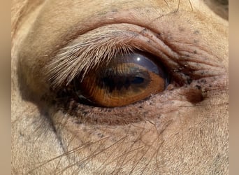 American Quarter Horse, Stallone, 11 Anni, 159 cm, Champagne