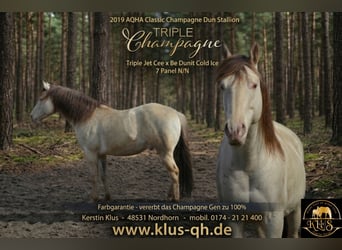American Quarter Horse, Stallone, 7 Anni, 150 cm, Champagne