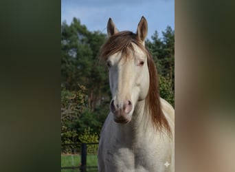 American Quarter Horse, Stallone, 7 Anni, 150 cm, Champagne