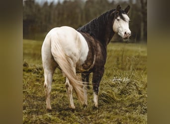 American Quarter Horse, Stallone, 6 Anni, 145 cm, Grullo