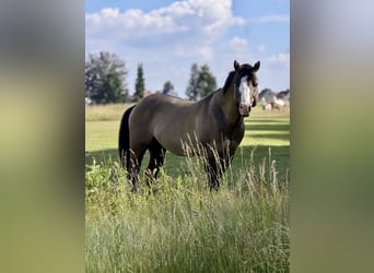 American Quarter Horse, Stallone, 4 Anni, 150 cm, Grullo