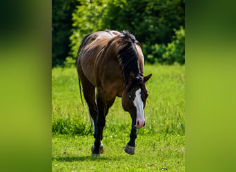 American Quarter Horse, Stallone, 4 Anni, 150 cm, Grullo