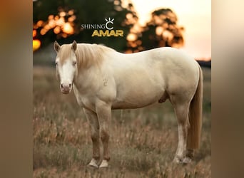 American Quarter Horse, Stallone, 5 Anni, 153 cm, Grullo