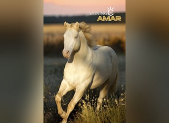 American Quarter Horse, Stallone, 5 Anni, 153 cm, Grullo