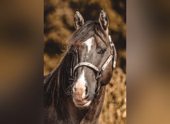 American Quarter Horse, Stallone, 4 Anni, 148 cm, Grullo