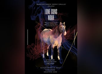 American Quarter Horse, Stallone, 4 Anni, 148 cm, Grullo