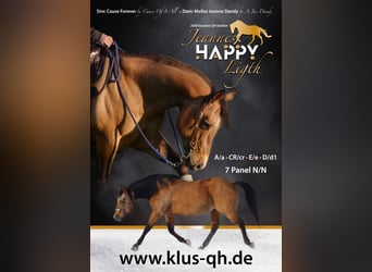 American Quarter Horse, Stallone, 18 Anni, 150 cm, Pelle di daino