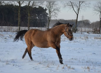 American Quarter Horse, Stallone, 18 Anni, 150 cm, Pelle di daino
