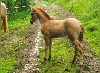 American Quarter Horse Mix, Stallone, Puledri
 (05/2024), 140 cm, Red dun