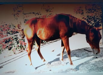 American Quarter Horse, Stallone, Puledri (04/2024), 140 cm, Sauro