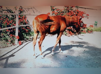 American Quarter Horse, Stallone, Puledri (04/2024), 140 cm, Sauro