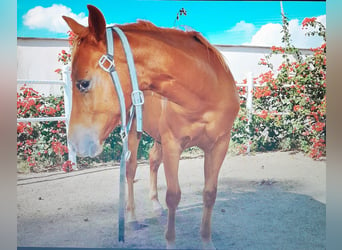 American Quarter Horse, Stallone, Puledri (04/2024), 140 cm, Sauro