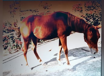 American Quarter Horse, Stallone, Puledri (04/2024), 140 cm, Sauro