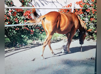 American Quarter Horse, Stallone, Puledri (04/2024), 140 cm, Sauro