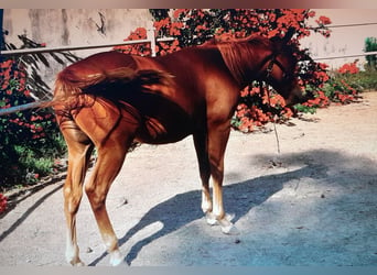 American Quarter Horse, Stallone, Puledri (04/2024), 140 cm, Sauro