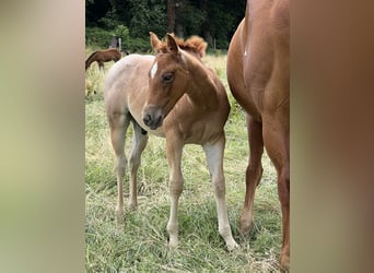 American Quarter Horse, Stallone, Puledri (04/2026), 146 cm, Roano rosso