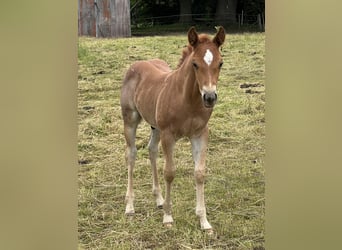 American Quarter Horse, Stallone, Puledri (04/2026), 146 cm, Roano rosso
