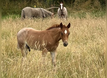 American Quarter Horse, Stallone, Puledri (04/2026), 146 cm, Roano rosso